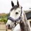 LeMieux Comfort Headcollar - Navy/grey