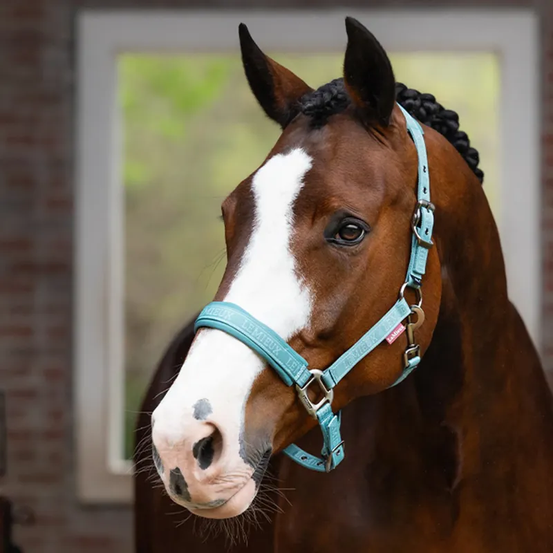 LeMieux Logo Headcollar - Lagoon-1