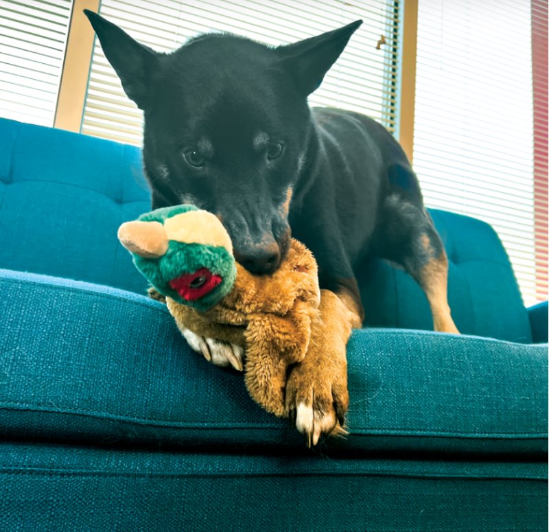 KONG Wild Low Stuff - Pheasant -2