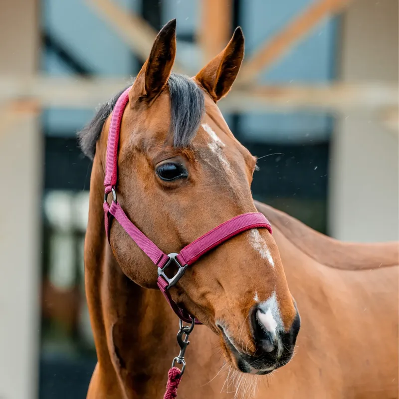Horseware Amigo Headcollar and Leadrope Set - Mulberry-1