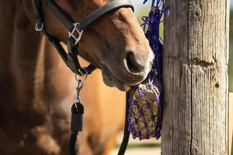 Equilibrium Munch Net - Purple-1