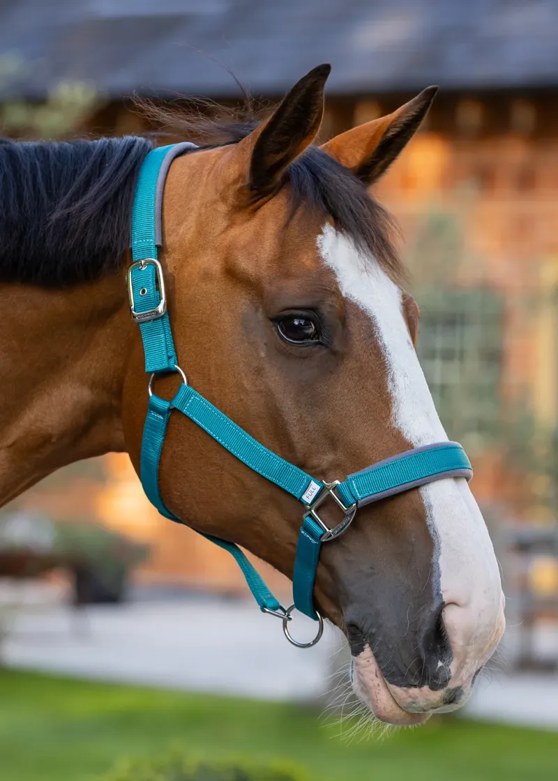 Woof Wear Contour Head Collar - Ocean-1