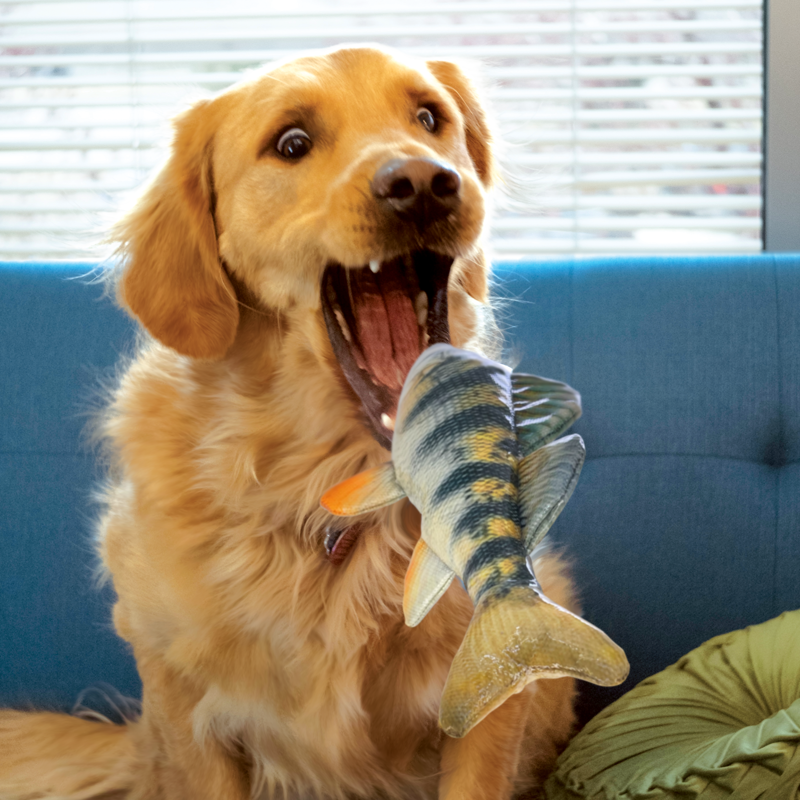 KONG Wild Shieldz - Perch -2