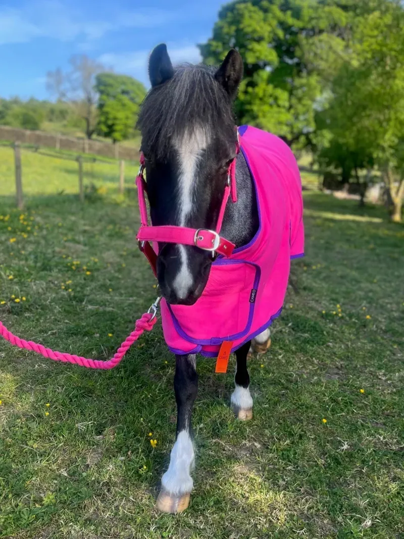 Cameo Elevate Show Rug - Hot Pink
