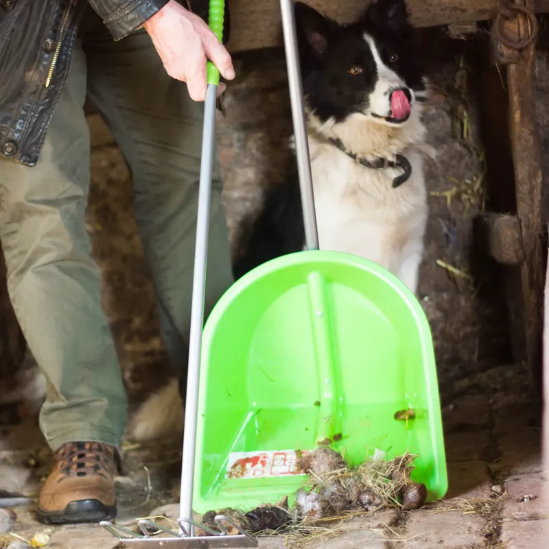 Red Gorilla Traditional Tidee and Rake - Pistachio-1