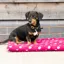 Supreme Products Dotty Fleece Dog Bed - Paradise Pink