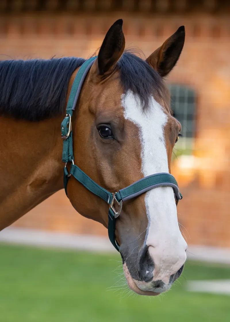 Woof Wear Contour Head Collar - British Racing Green-1