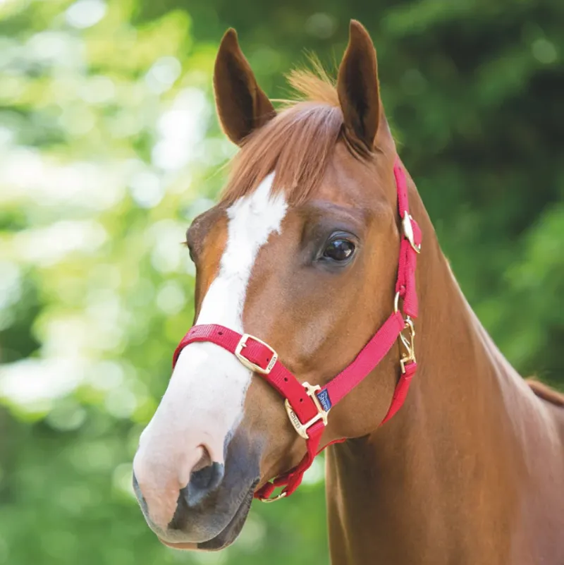 Shires Adjustable Headcollar - Red