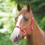 Shires Adjustable Headcollar - Red