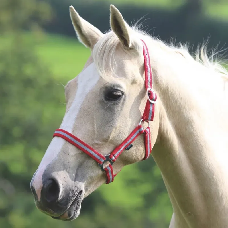 Shires Wessex Headcollar - Red/Silver
