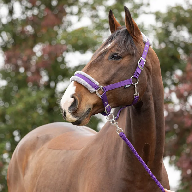 Hy Sport Active Head Collar and Lead Rope - Royal Violet-1
