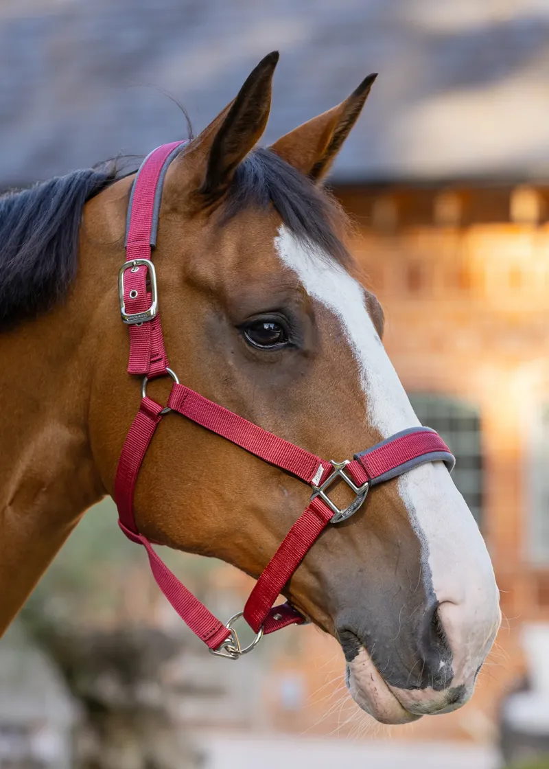 Woof Wear Contour Head Collar - Shiraz-1