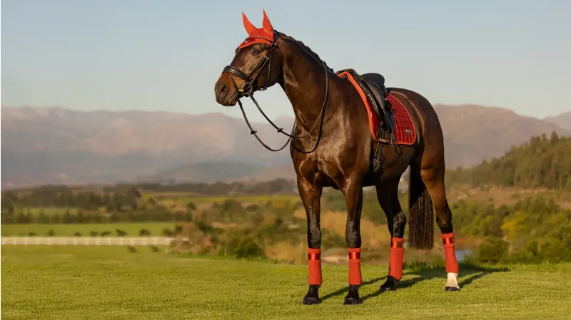 LeMieux Loire Memory Dressage Square - Sienna Small/Medium-1