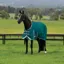 WeatherBeeta ComFiTec Plus Dynamic II 0g Standard Turnout Rug - Teal Green