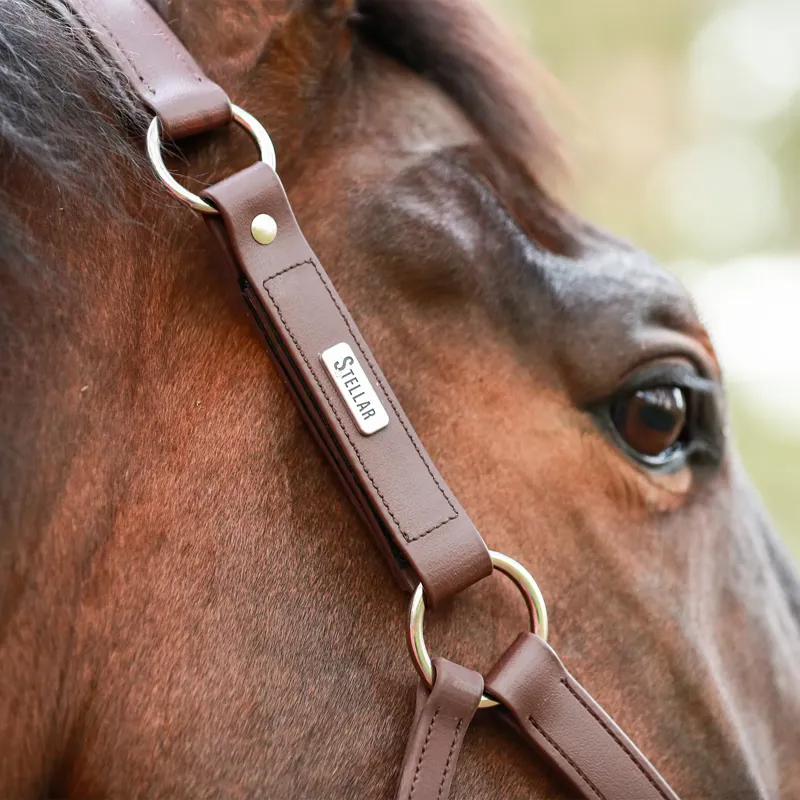 Equilibrium Stellar All-Weather Safety Headcollar - Brown-3