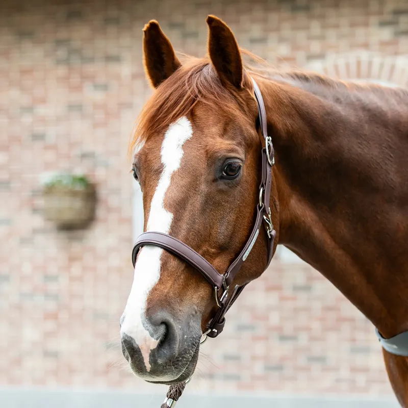 Equilibrium Stellar All-Weather Safety Headcollar - Brown-1