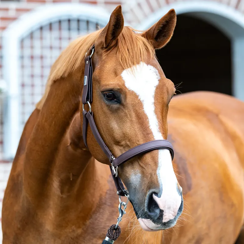 Equilibrium Stellar All-Weather Safety Headcollar - Brown-2