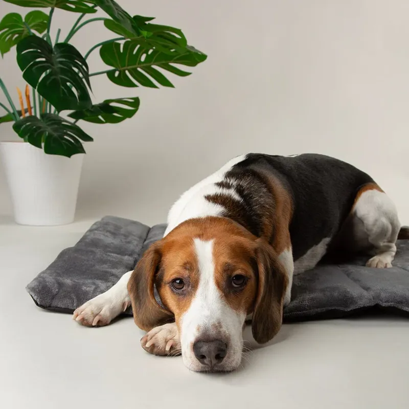 Scruffs Expedition Roll Up Travel Pet Bed - Storm Grey-4