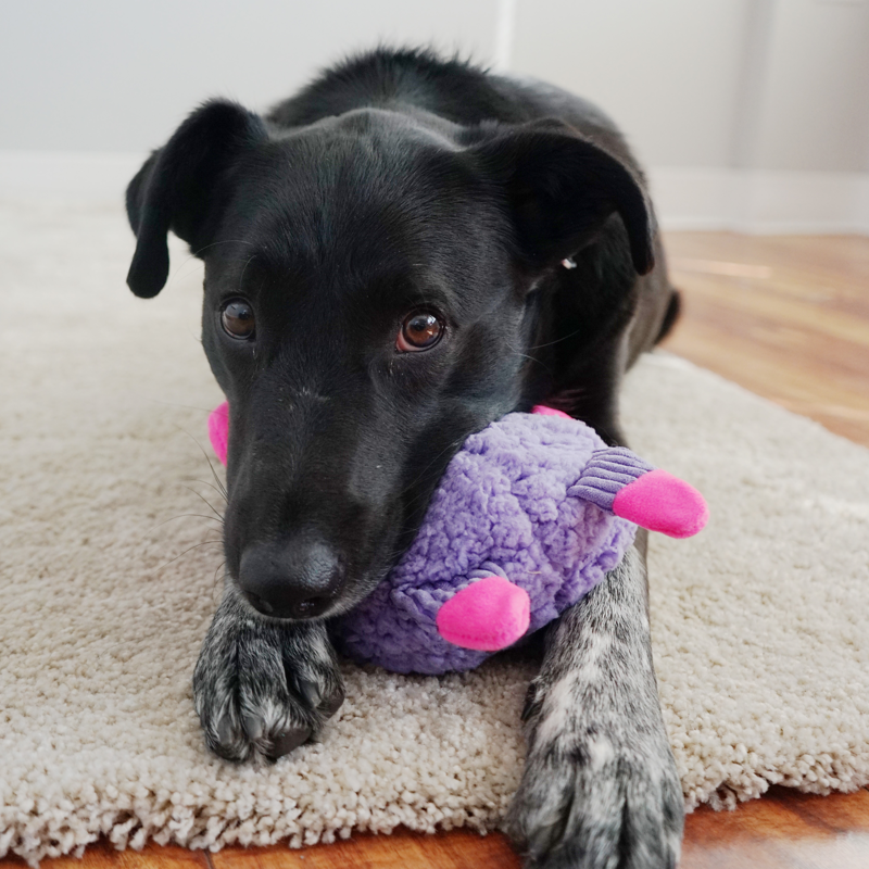 KONG Sherps Floofs Big Horn -2