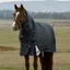 WeatherBeeta ComFiTec Ultra 220g Turnout Detach-A-Neck Rug - Charcoal