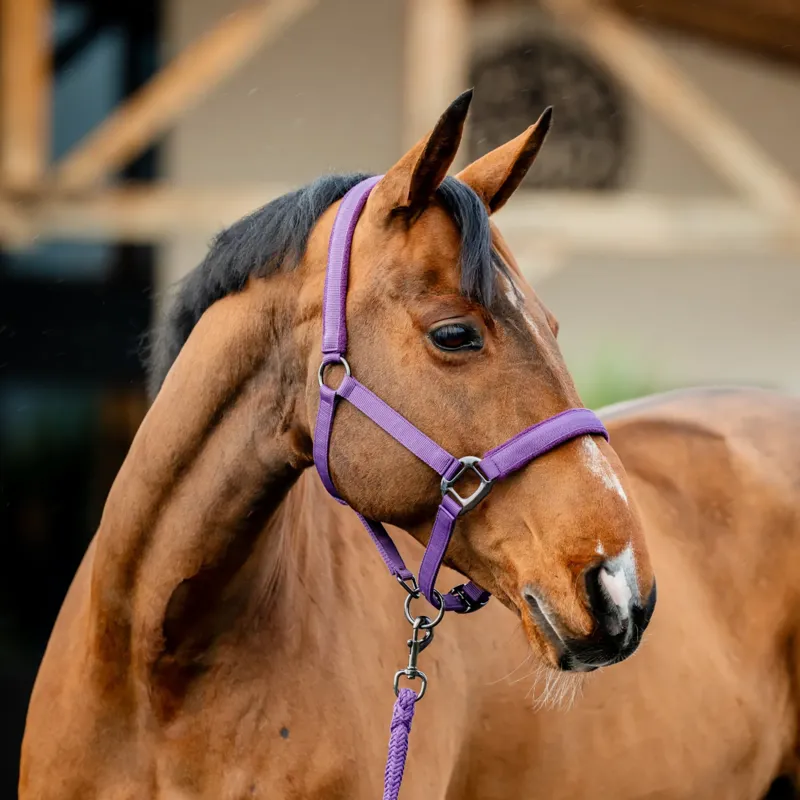 Horseware Amigo Headcollar and Leadrope Set - Winterberry-1