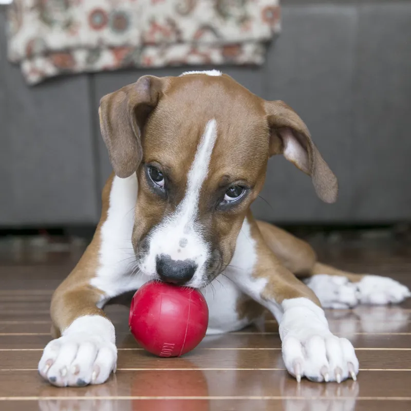 KONG Ball With Hole-2
