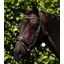 Premier Equine Veneto Anatomical Snaffle Bridle - Brown