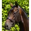 Premier Equine Verdura Anatomic Snaffle Bridle - Brown