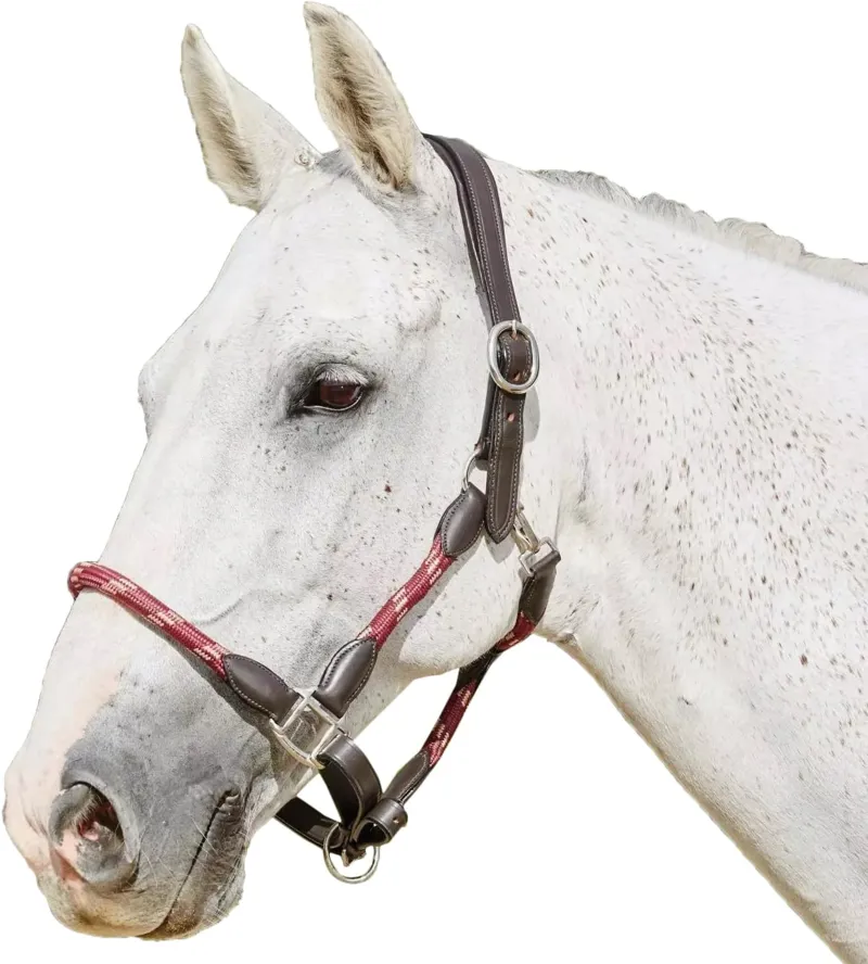 Kincade Braided Leather Headcollar - Maroon