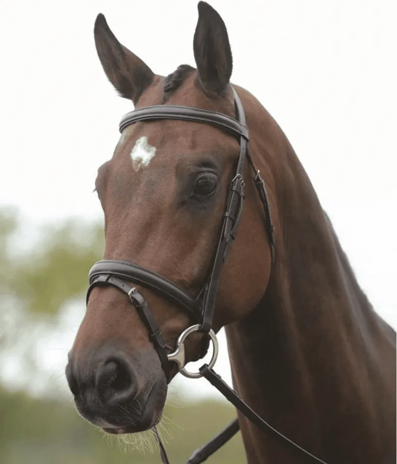 Kincade Flash Bridle II - Brown